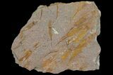 Wide Eocrinoid (Ascocystites) Plate - Ordovician #115892-1
